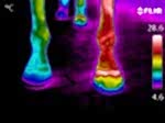 Thermal Equine Survey, Abscess in foot
