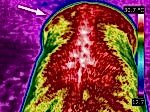 Thermal Equine Survey shows lack of muscle