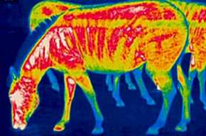 Thermal vetrinary, Thermal Savings UK