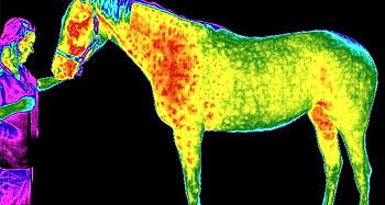 Veterinary Thermal Savings UK